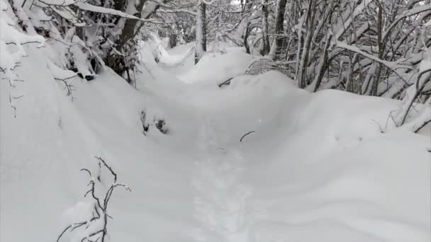 雪の冬の風景の中を歩くと - 映像、動画