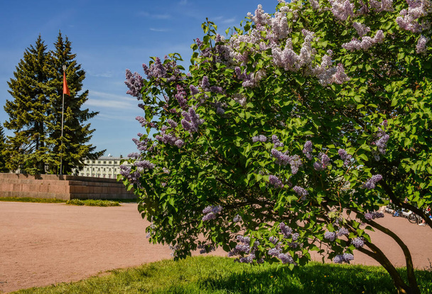 Blooming lilacs on the Champ de Mars in St. Petersburg in the month of May. - Photo, Image