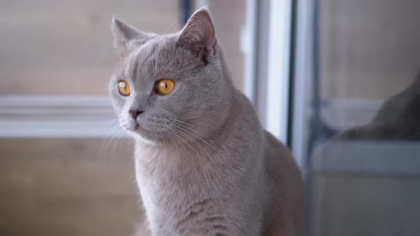 Hermoso gato británico gris con orejas rectas está sentado en casa en el piso - Metraje, vídeo