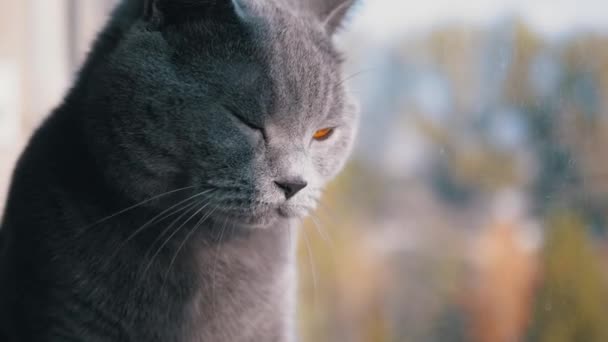 Portrét Krásná šedá britská kočka s rovnýma ušima se dívá z okna - Záběry, video