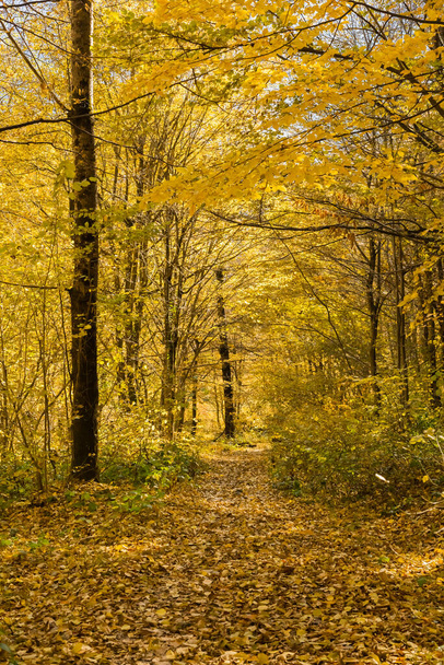 Golden autumn - yellow leaves in the forest. - Foto, imagen
