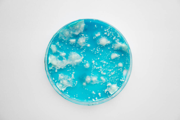 Μυκητίαση τρυβλίο Petri. Βακτηριακές κηλίδες και μυκήλιο μανιταριού σε άγαρ. Ρίσι μανιτάρι μυκήλιο σε άγαρ δεξτρόζης πατάτας. Εργαστήριο. Mycology Αναπτύσσεται σε ένα Petri πιάτα. Λευκό φόντο. - Φωτογραφία, εικόνα