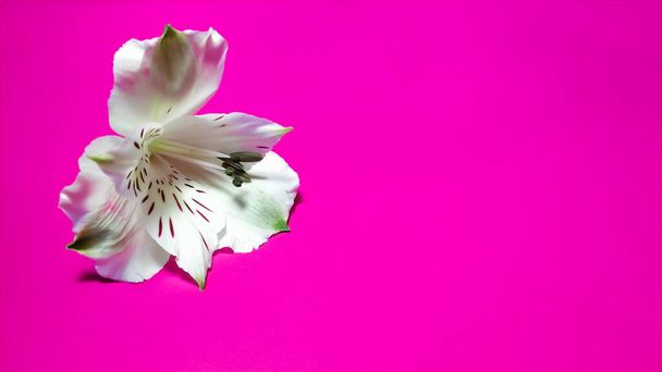 Jedna bílá alstroemeria na růžovém pozadí - Fotografie, Obrázek