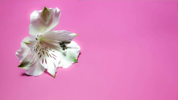 One white alstroemeria on a pink background - Photo, Image