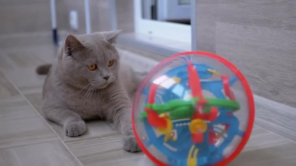 Nice Gray Britse binnenlandse kat spelen op de vloer met bal. Speels, actief huisdier. - Video