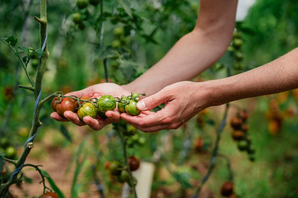 recogida de tomates maduros de calidad ecológica en un invernadero de la explotación - Foto, imagen
