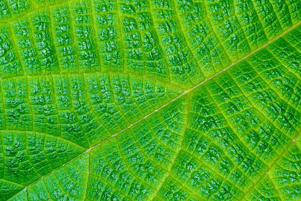 Πάνω πλευρά ενός φύλλου Ramie (Boehmeria nivea) - Φωτογραφία, εικόνα