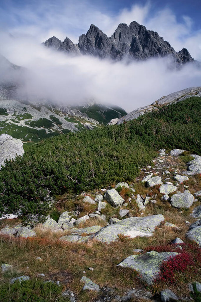 Velka Studena dolina, Высоке Татры, Словакия: колена древесины является частью туристической тропы при восхождении к Zbojnicka чата. - Фото, изображение
