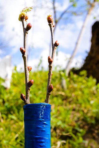 Jonge fruitbomen enten in het voorjaar, jonge boomkiemen.2020 - Foto, afbeelding