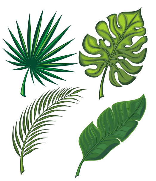 Set of tropical leaves - ベクター画像
