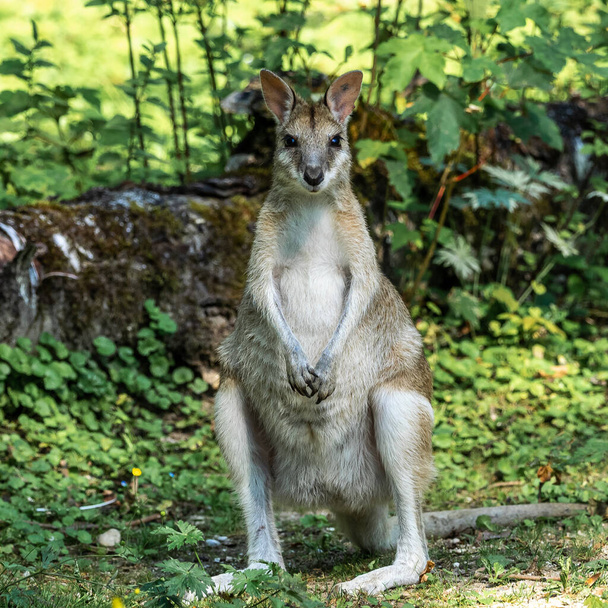 Le wallaby agile, Macropus agilis aussi connu sous le nom de wallaby sablonneux est une espèce de wallaby que l'on trouve dans le nord de l'Australie et en Nouvelle-Guinée.. - Photo, image