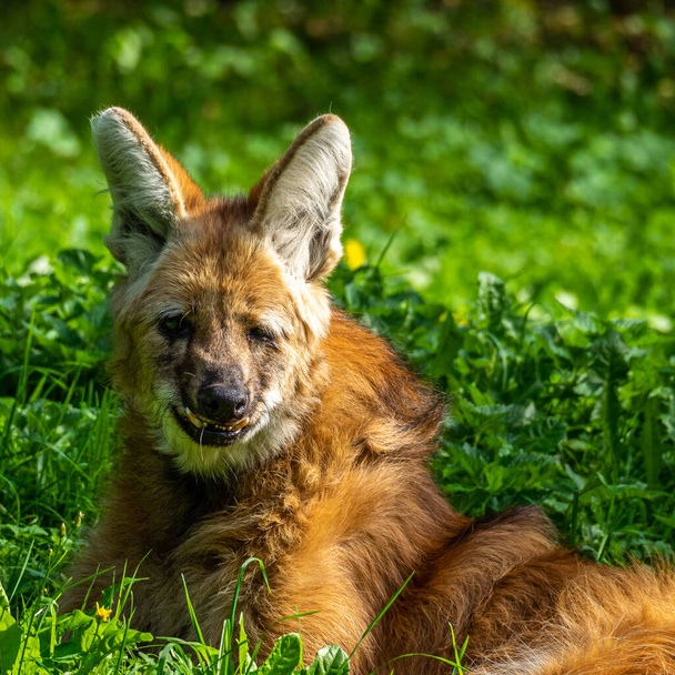 A sörényes farkas, a Chrysocyon brachyurus Dél-Amerika legnagyobb kutyája. Ez az emlős nyílt és félig nyitott élőhelyeken él, különösen a szétszórt bokrokkal és fákkal rendelkező füves területeken.. - Fotó, kép