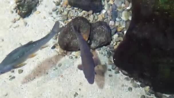 Peixes brincando entre pedras em claro - Filmagem, Vídeo