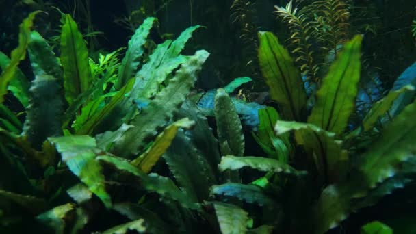 Pesci vicino a piante acquatiche - Filmati, video