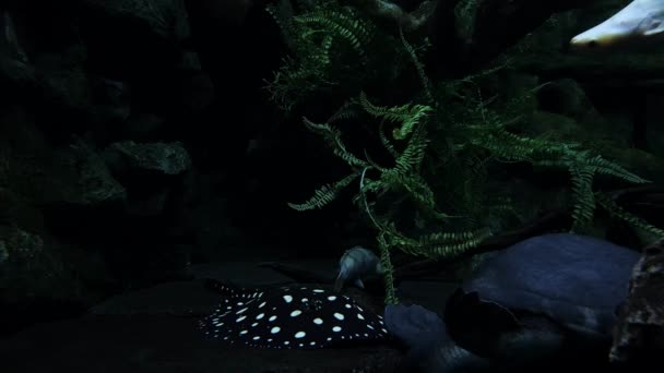Stingray manchado y tortuga grande - Imágenes, Vídeo