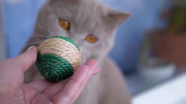 Female Hand Playing Ball met British Shorthair Mooie grijze kat. Clouse-Up - Video