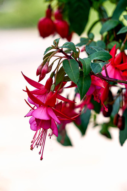 Hermosas flores fucsia de color rosa brillante en el jardín de verano - Foto, imagen