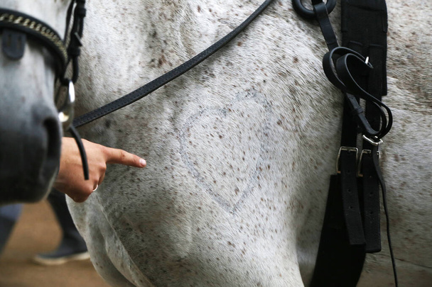 mano indica un simbolo a forma di cuore rasato su una spalla di cavallo - Foto, immagini