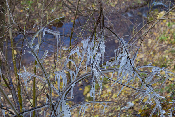 Dondurucu yağmurdan sonra ağaç dallarındaki buz saçakları. Seçici odak, arkaplan - Fotoğraf, Görsel
