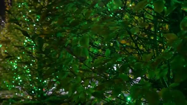 Glowing garlands on green trees - Footage, Video