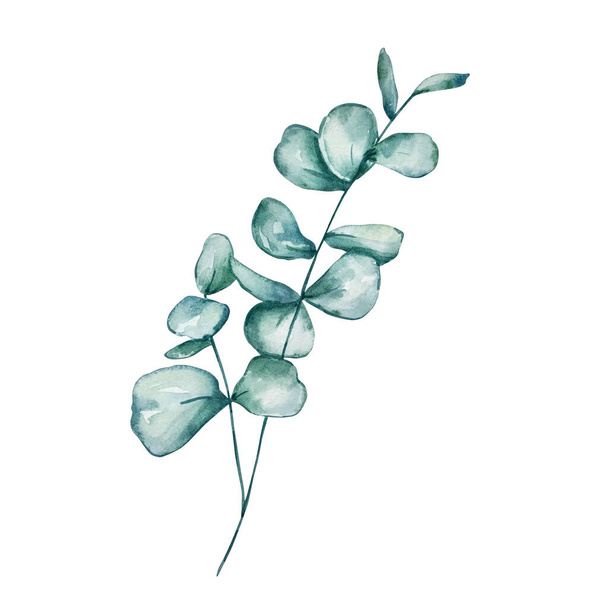 Akvarell eukaliptusz kerek kék levelek és ágak. Kézzel festett eukaliptusz és ezüst dollár elemek. Virágos illusztráció elszigetelt fehér háttér. Tervezési, textil- és háttéranyagok. - Fotó, kép