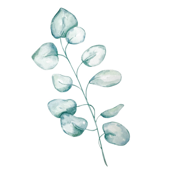 Watercolor eucalyptus round blue leaves and branches. Hand painted baby eucalyptus and silver dollar elements. Floral illustration isolated on white background. For design, textile and background. - Photo, Image