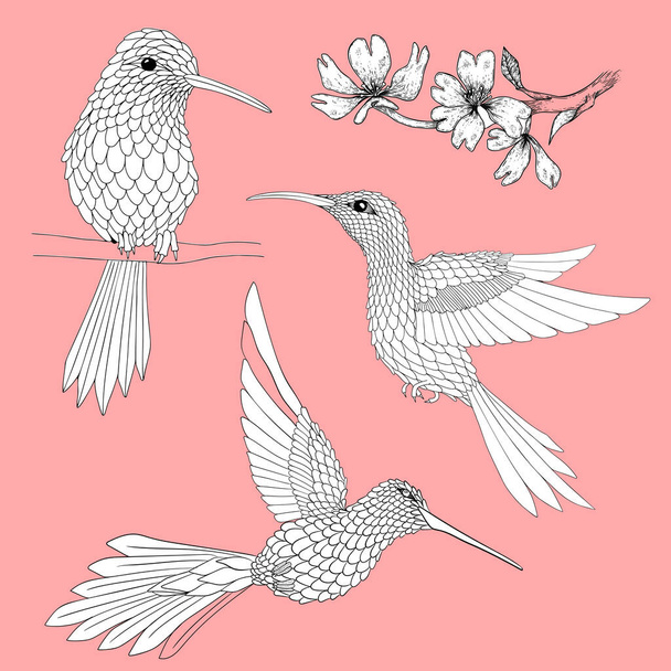 Ручная иллюстрация колибри и цветов с твердым вектором на розовом фоне - Вектор,изображение