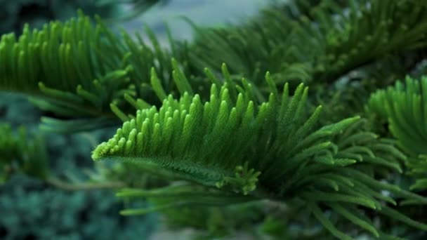 Norfolk-Kiefernzweig aus nächster Nähe. Araucaria heterophylla grüne Blätter Hintergrund. Dunkle, farbenfrohe Aussicht. Blaufichte im Hintergrund in Unschärfe - Filmmaterial, Video