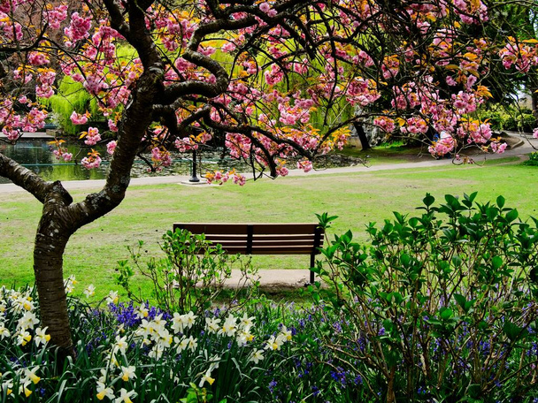 Весна цветет в Beacon Hill Park, центре Виктории до нашей эры. Скамейка под цветущей вишней - Фото, изображение