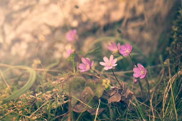 vintage gyönyörű virágok tavasszal - Fotó, kép