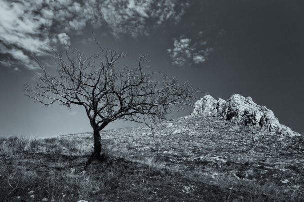 Albero morto solitario con rocce di montagna sullo sfondo. Scena drammatica del paesaggio
. - Foto, immagini