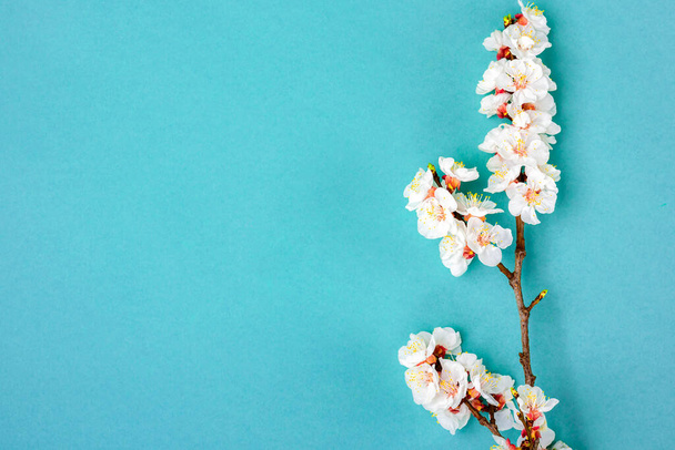 Sprigs meruňkového stromu s květinami na modrém pozadí. Místo pro text Přijel koncept jara, Den matek, 8. března Pohled shora Flat lay Dobrý den, duben, květen. - Fotografie, Obrázek