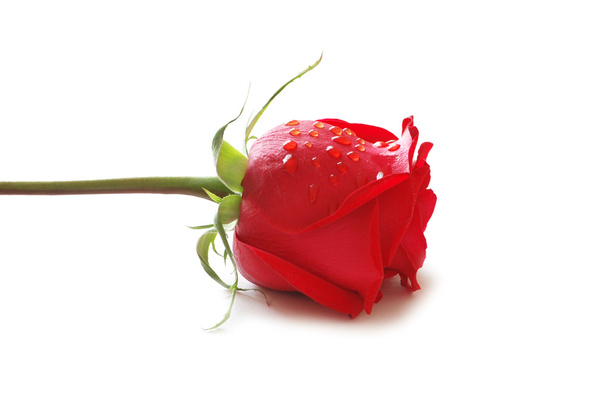 крупним планом червона троянда з краплями води
 - Фото, зображення