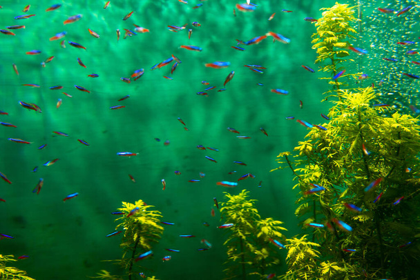 Neon Tetra Paracheirodon innesi peces tropicales de agua dulce. - Foto, imagen