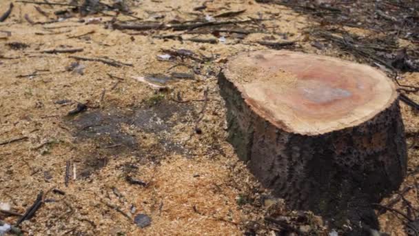 Un tronco de un árbol talado rodeado de serrín. Problema de deforestación. - Metraje, vídeo