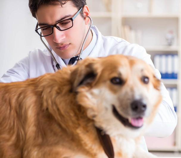 Doctor examining golden retriever dog in vet clinic - Fotoğraf, Görsel