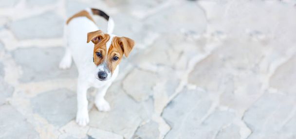 Σκύλος που περπατάει σε πλάκες, πεζοδρόμιο. Puppy jack Russell terrier κοιτάζοντας προς τα πάνω, banner, αντίγραφο χώρο για κείμενο - Φωτογραφία, εικόνα
