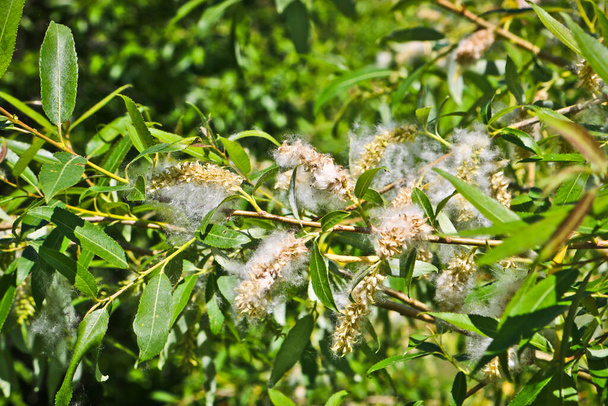 Willow fluff on branches. Fluffy poplar seeds. Selective soft focus. Strong allergen, health hazard concept. - Photo, Image