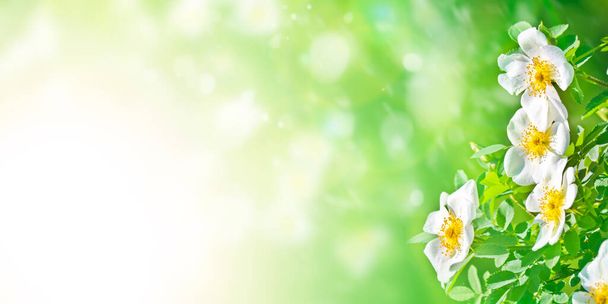 Jaro léto slavnostní zázemí s bílými květy růže kyčle. Přírodní pozadí. - Fotografie, Obrázek