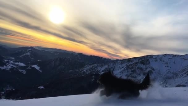 A Bergamasco Sheepdog runs in the fresh snow - Footage, Video