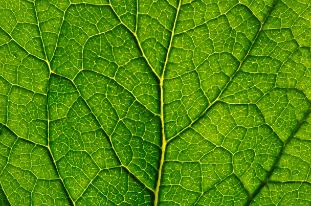 green leaf as background - Foto, Imagen