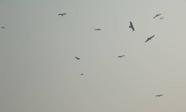 Fekete sárkányok Milvus migránsok szárnyalnak. Az öreg Delhi. Delhiben. India. - Fotó, kép