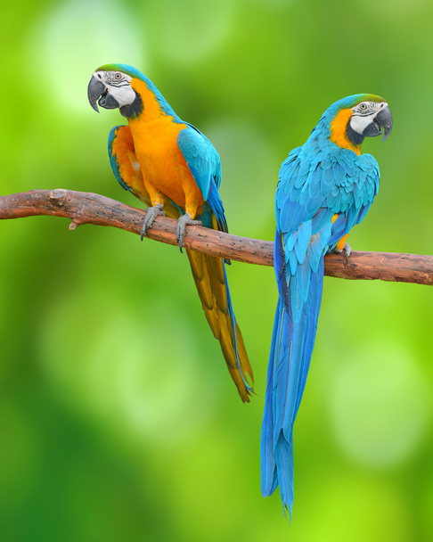 modrý a zlatý macaw - Fotografie, Obrázek