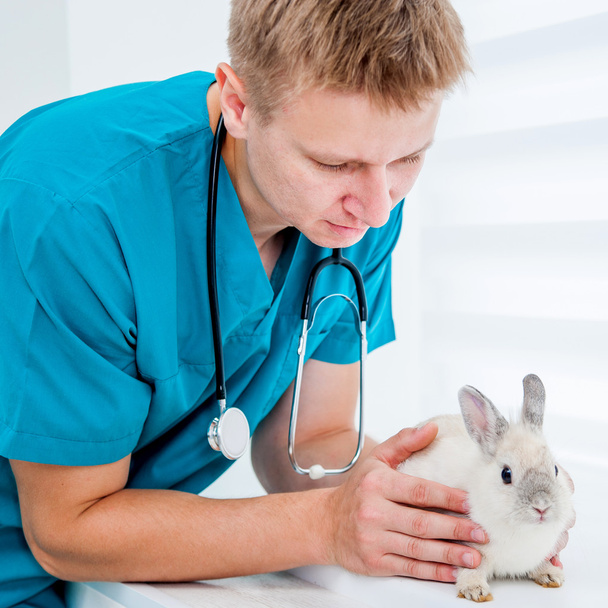 doctor veterenarii with a rabbit - Zdjęcie, obraz