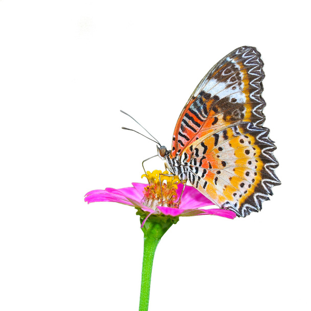 Çiçeğe yakın kelebek - Fotoğraf, Görsel