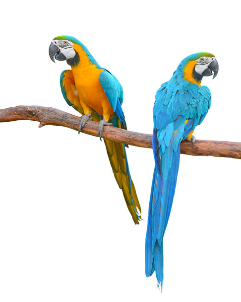 Sininen ja kulta Macaw - Valokuva, kuva