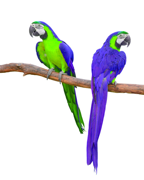 mavi ve yeşil Amerika papağanı - Fotoğraf, Görsel