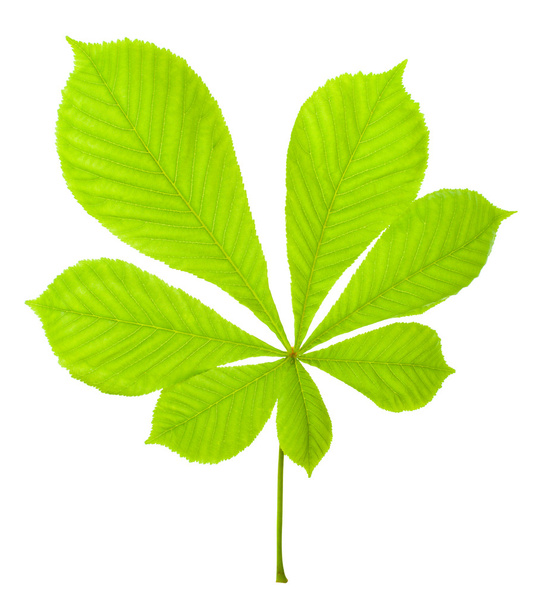 Green chestnut leaf - Fotó, kép