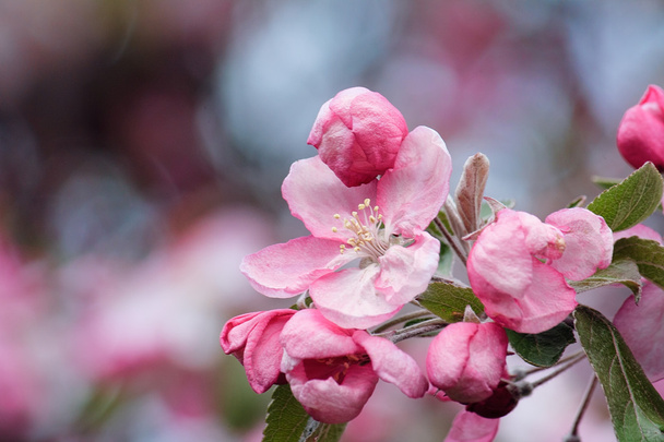 Ветка с розовыми яблочными цветами цветут
 - Фото, изображение