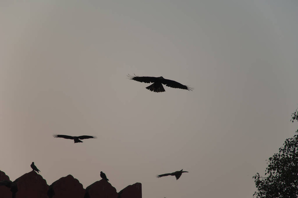 Ragadozó madár repül. Az öreg Delhi. Delhiben. India. - Fotó, kép